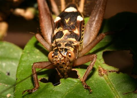 insects philippines|cricket insect philippines.